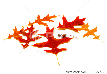 Red leafs of oak and acorns Red leafs of oak and acorns 10675772