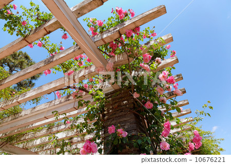 Pergola with a pale pink vine Flower of a rose · Spanish beauty 10676221