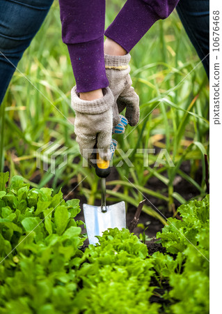 woman in gloves working with small shovel on garden bed woman in gloves working with small shovel on garden bed 10676468