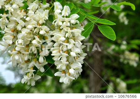 蝗蟲 蝗蟲 10676566