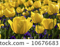 鬱金香 10676683