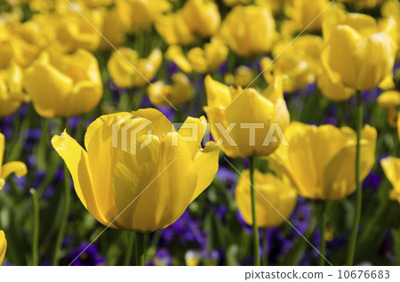 鬱金香 10676683