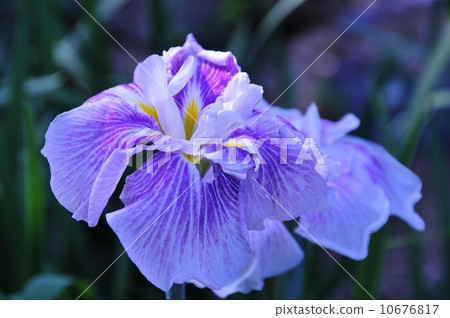 Hana Shobu Hana Shobu 10676817