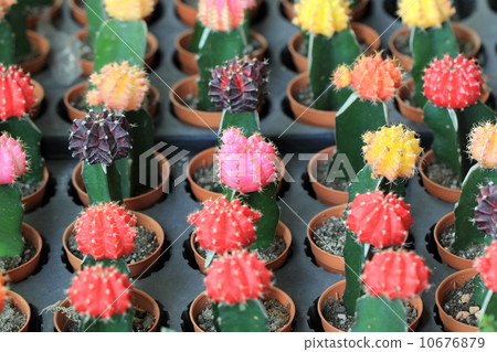 cactus 10676879