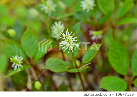 金粟兰根 植物的 植物
