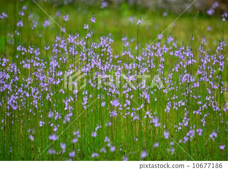 Matsubakuran clan 10677186