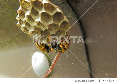 Making a queen beehive 10677187