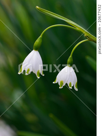 鈴蘭 鈴蘭 10677432