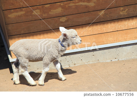 Cute lamb Cute lamb 10677556