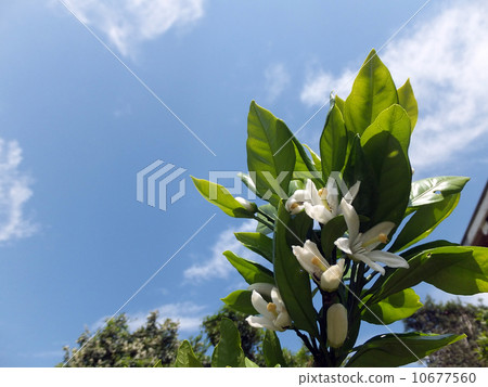 Mandarin orange flowers Mandarin orange flowers 10677560