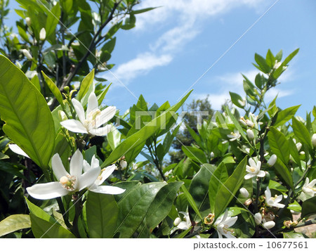 Mandarin orange flowers Mandarin orange flowers 10677561