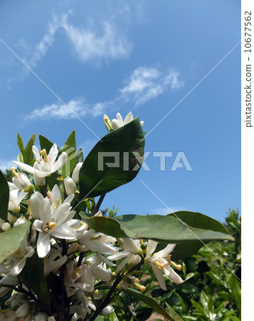Mandarin orange flowers Mandarin orange flowers 10677562