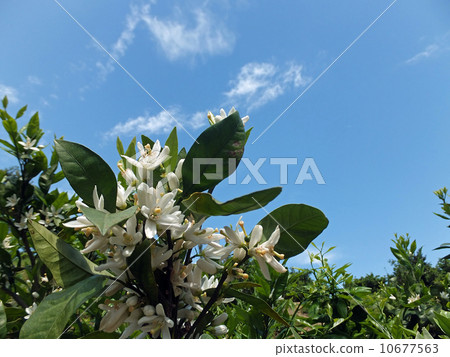 Mandarin orange flowers Mandarin orange flowers 10677563