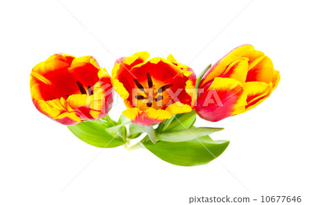 Beautiful tulips on white background Beautiful tulips on white background 10677646