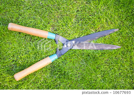 Clippers on the green grass Clippers on the green grass 10677693
