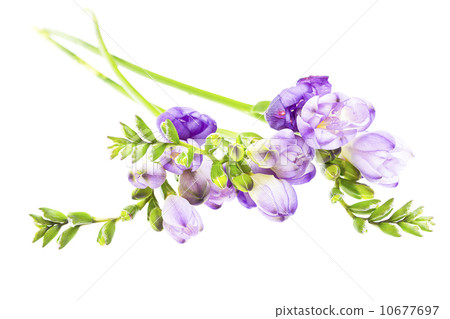 The branch of freesia with flowers, buds 10677697