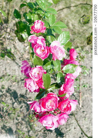 Flowers Flowers 10677700