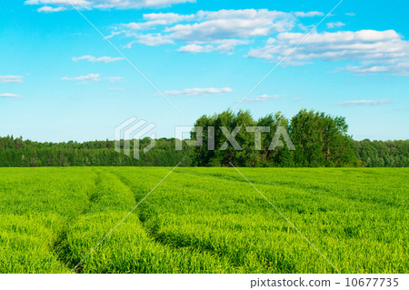 Track in the field against the blue sky 10677735