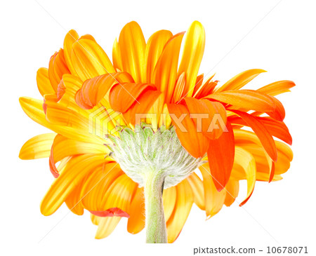 Gerber Daisy isolated on white background 10678071