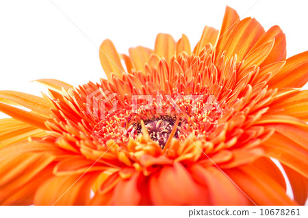 Flower Gerbera Flower Gerbera 10678261