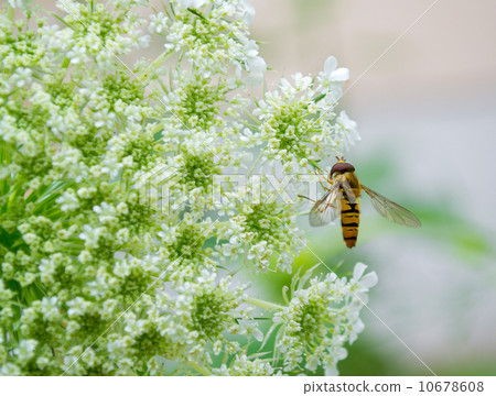 Wasp on a white flower 10678608