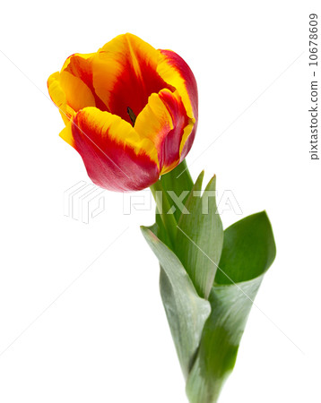 Beautiful tulips on white background 10678609