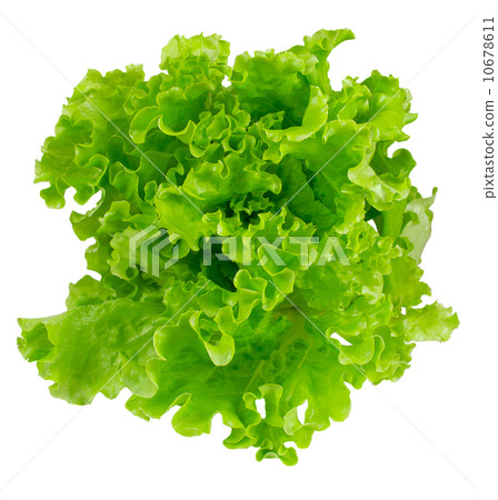 Lettuce 10678611