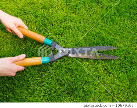 Clippers on the green grass Clippers on the green grass 10679165