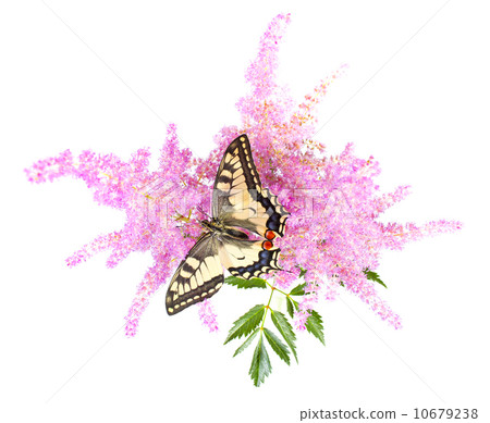 Tiger Swallowtail (Papilio Glaucus) Butterfly on A Cone-flower 10679238