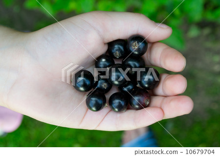 Currants in the palm of child Currants in the palm of child 10679704