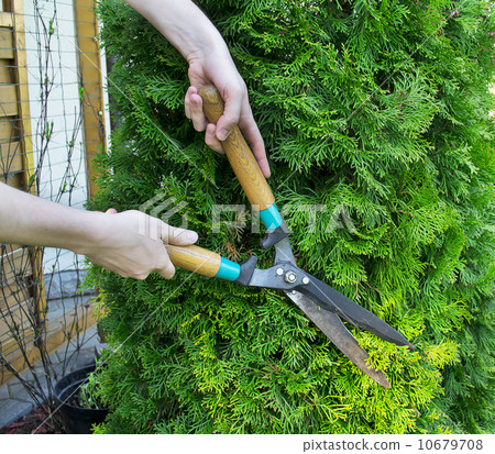 Clippers on the Green Grass Clippers on the Green Grass 10679708