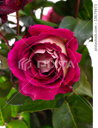 Bunch of velvet red roses isolated on white 10679973