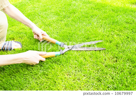 Hands are cut bush clippers Hands are cut bush clippers 10679997