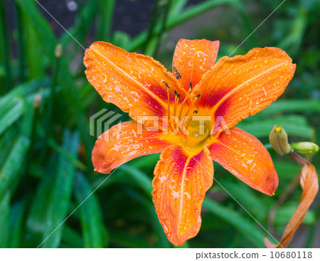 Orange lily in summer garden 10680118