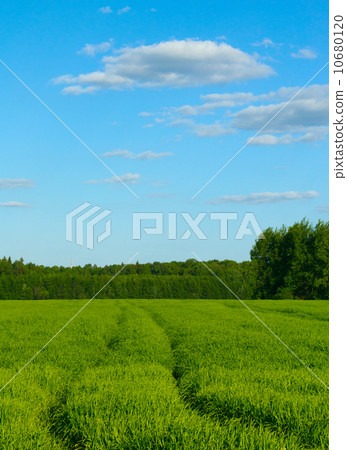 Track in the field against the blue sky 10680120