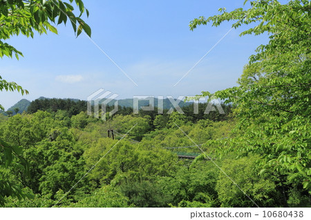 Fresh green suspension bridge Fresh green suspension bridge 10680438