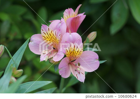 我叫Yuri Naruzen Alstroemeria。 10680624