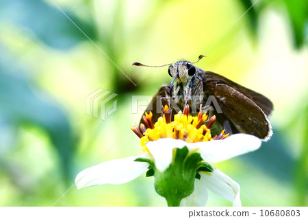 Butterfly Butterfly 10680803