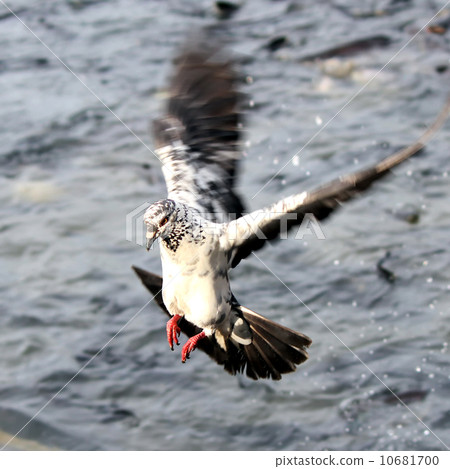 Flying pigeon 10681700