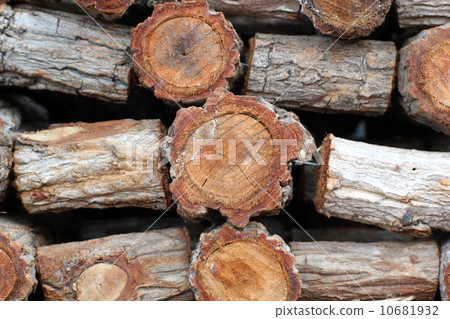 Stump 10681932