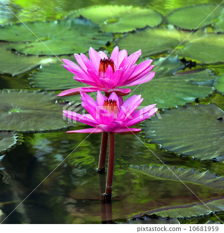lotus flower lotus flower 10681959