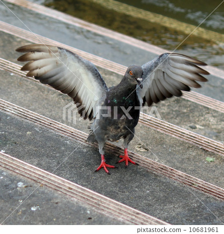 Pigeon 10681961