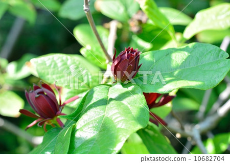 Kurobana Rubai 10682704