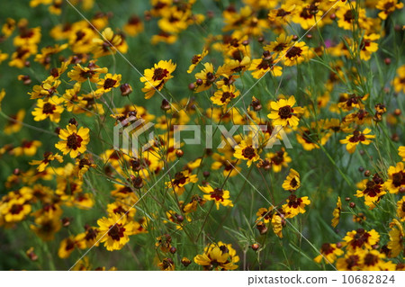 It seems to write also the wave chrysanthemum spring spring car chrysanthemum. 10682824