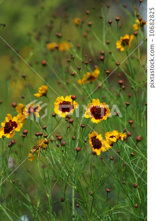 It seems to write also the wave chrysanthemum spring spring car chrysanthemum. It seems to write also the wave chrysanthemum spring spring car chrysanthemum. 10682825