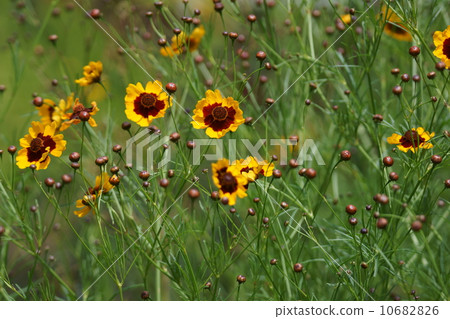 It seems to write also the wave chrysanthemum spring spring car chrysanthemum. 10682826
