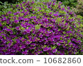 rhododendron, rose bay, bloom 10682860