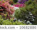 Vegetation 10682880