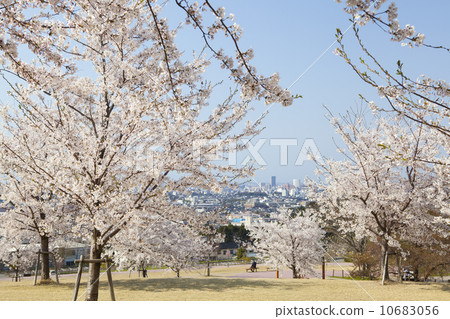 在Daijyoji山坡公園的櫻花 10683056
