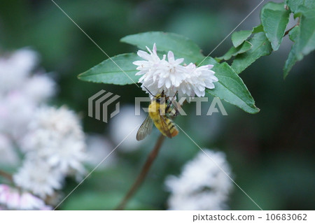 Chikara糖和Omaru花蜂 10683062